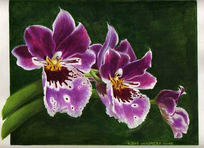 orquidea