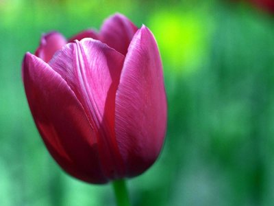 tulipan